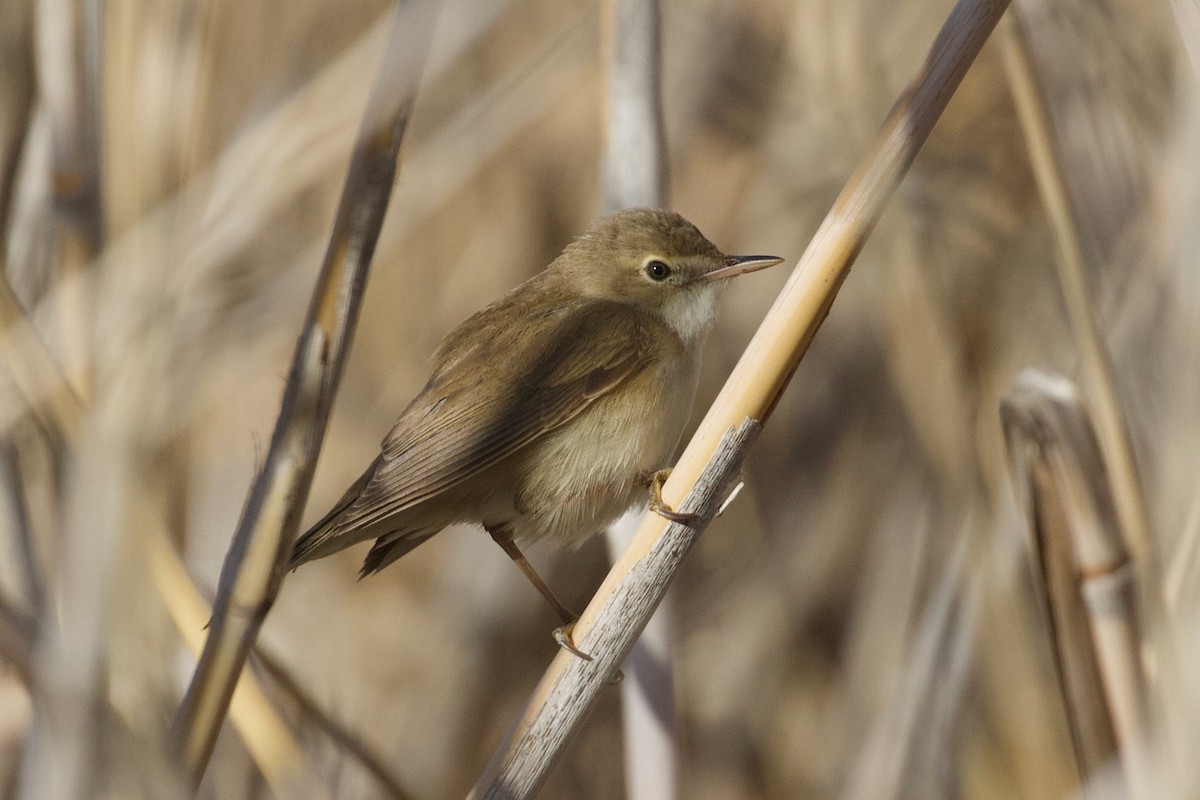 Common Reed Warbler (Caspian) - ML634147278