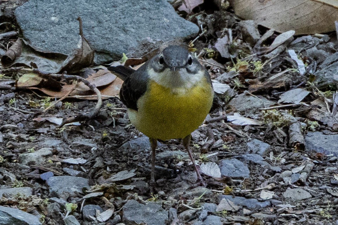 Gray Wagtail - ML634147293