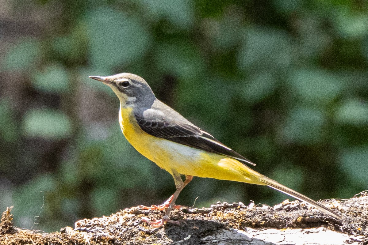 Gray Wagtail - ML634147294