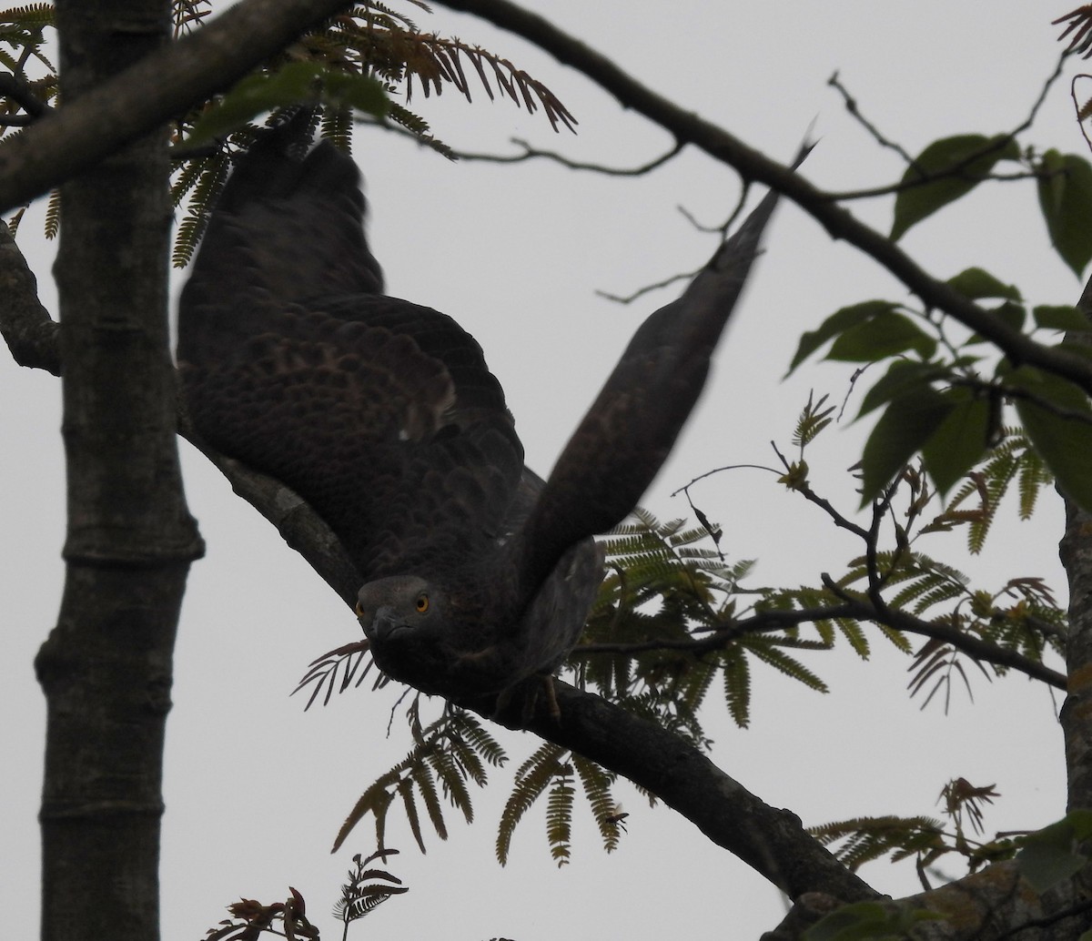 Oriental Honey-buzzard - ML634147329