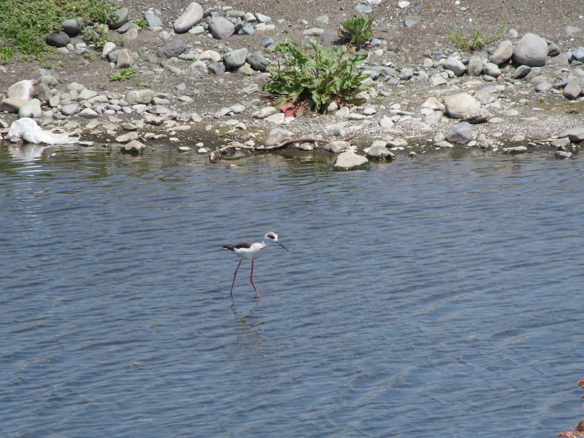 Black-winged Stilt - ML634147428