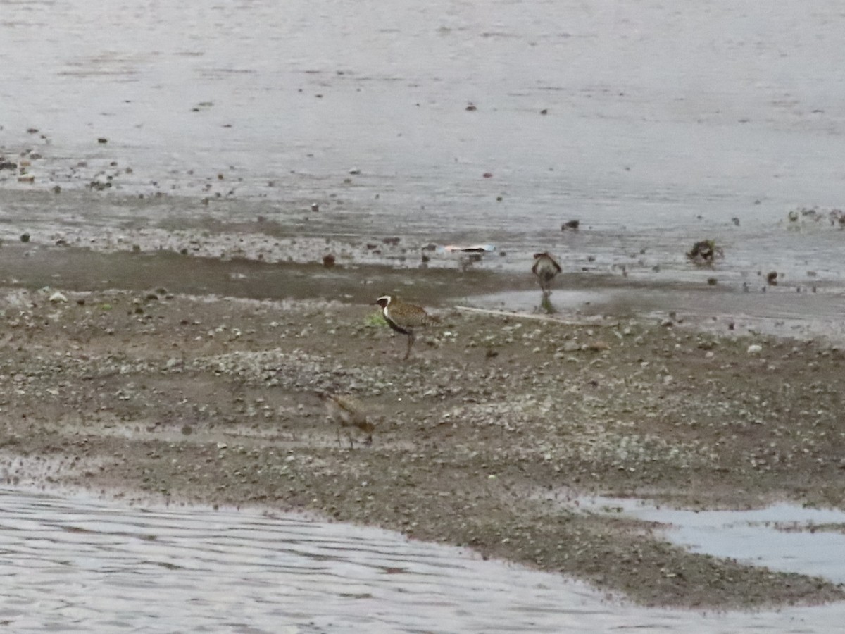 Pacific Golden-Plover - ML634147452