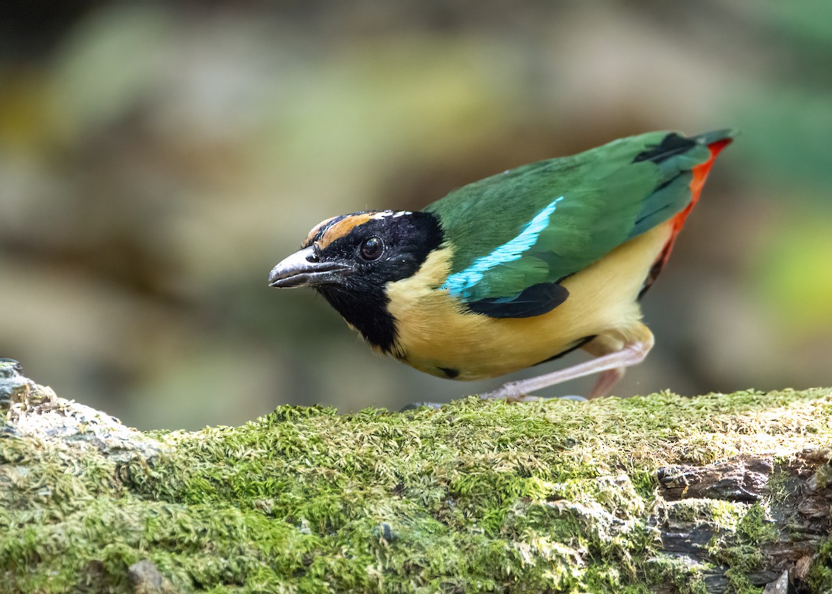 Ornate Pitta - ML634147515