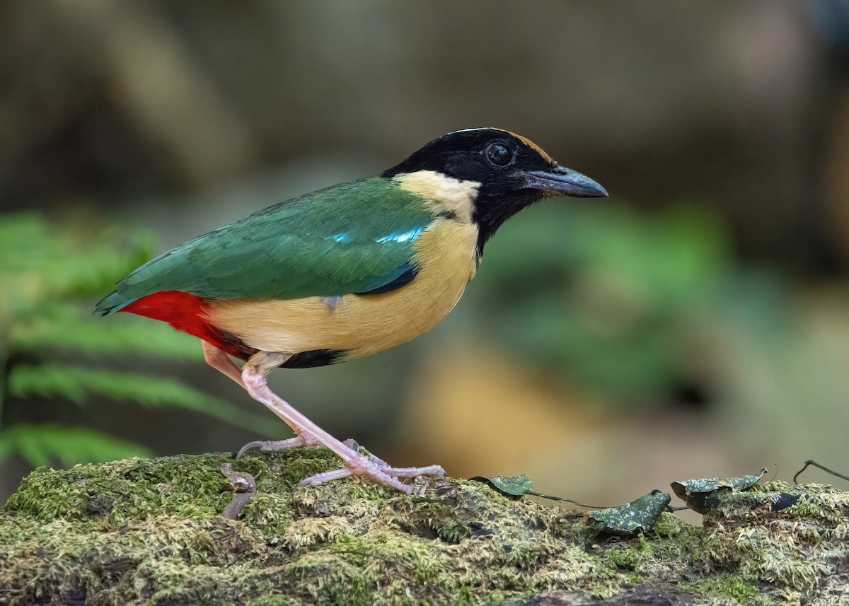 Ornate Pitta - ML634147516