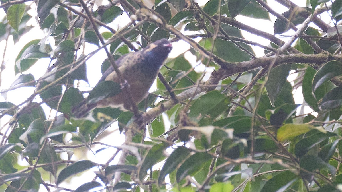 Green-naped Tanager - ML634147582