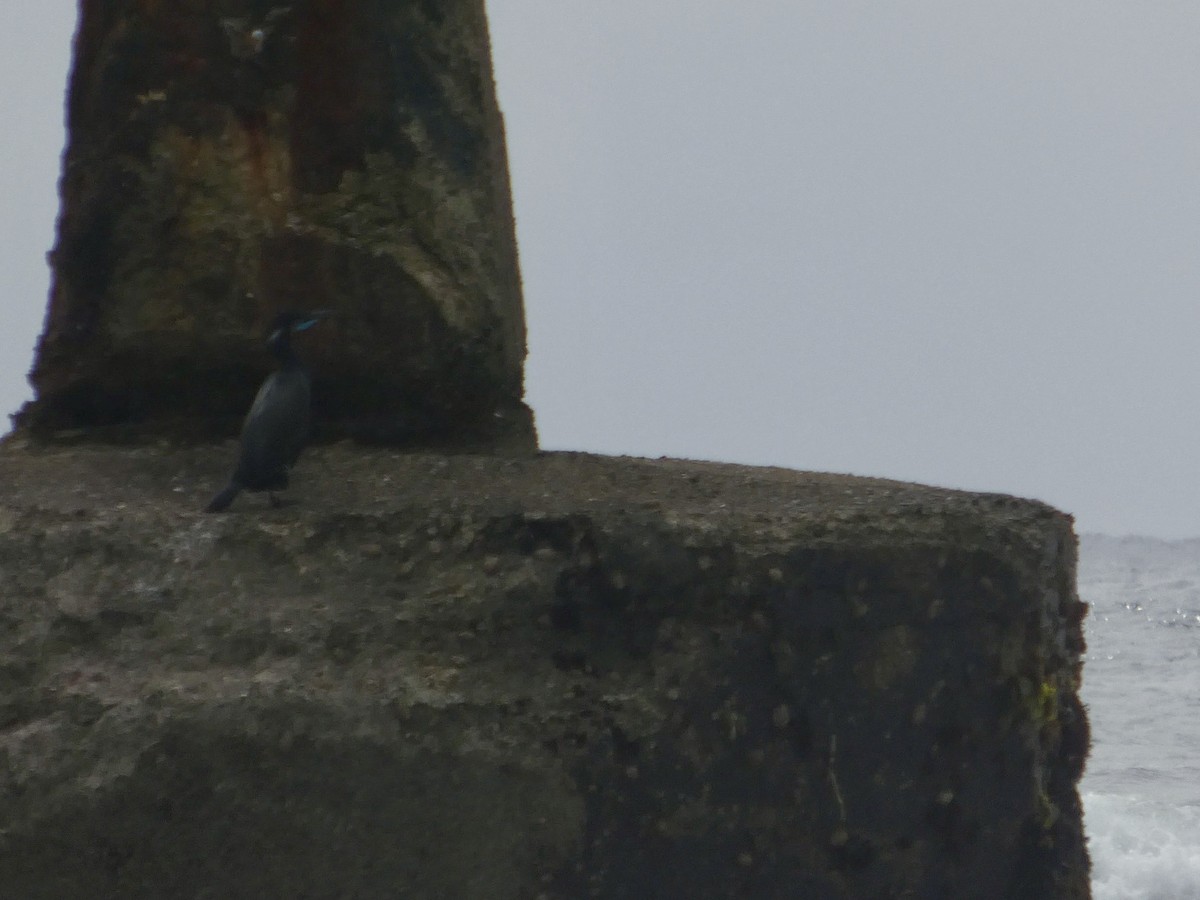 Brandt's Cormorant - ML634147681