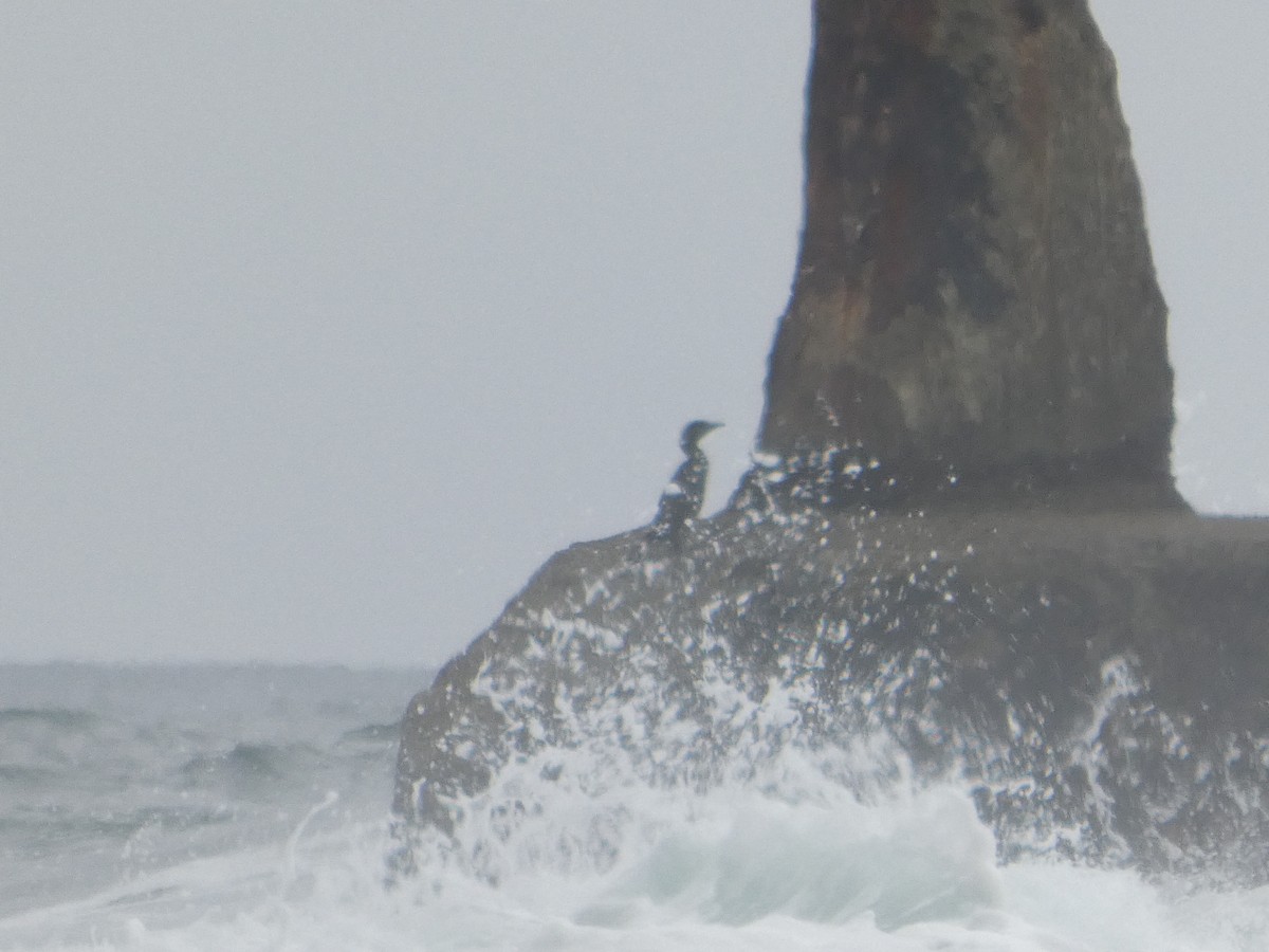 Brandt's Cormorant - ML634147684