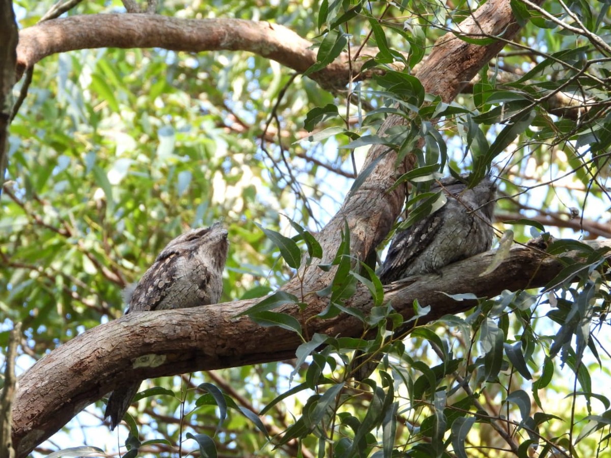 Tawny Frogmouth - ML634147690