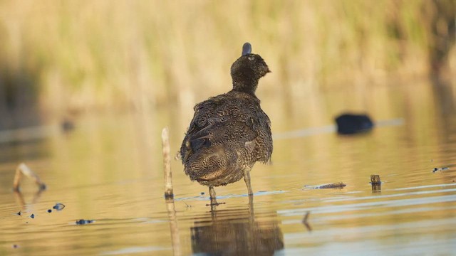 Freckled Duck - ML634147741