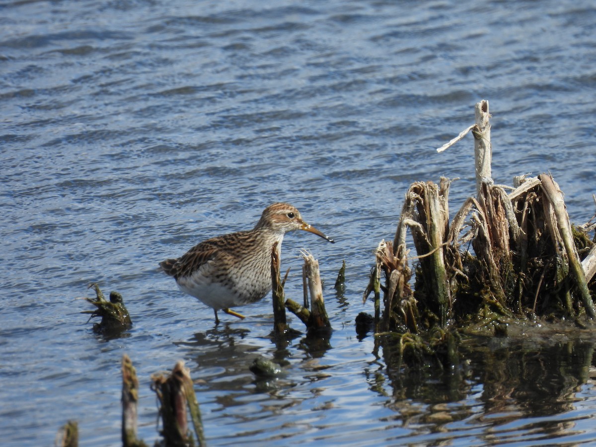 Graubrust-Strandläufer - ML634147897
