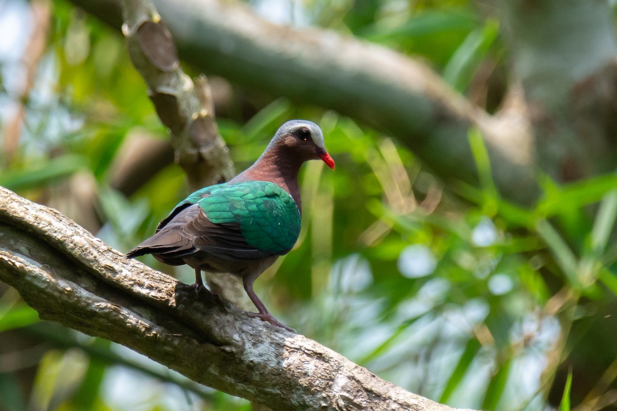 Asian Emerald Dove - ML634147942
