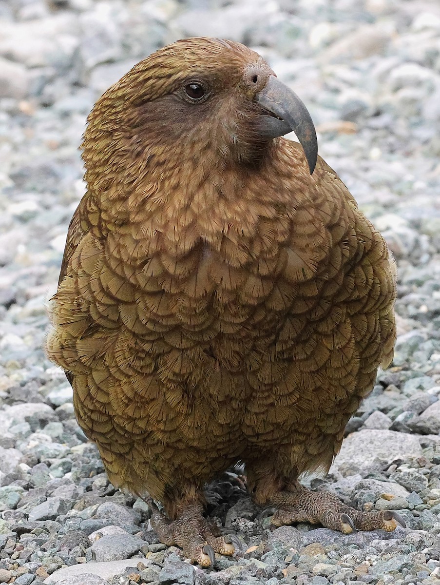 Kea - ML634147955
