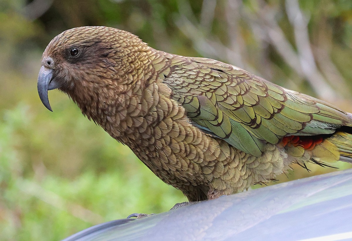 Kea - ML634147956