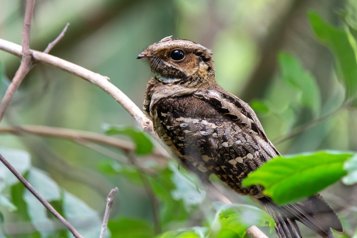 Large-tailed Nightjar - ML634147959