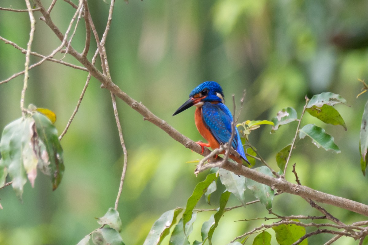 Blue-eared Kingfisher - ML634147968