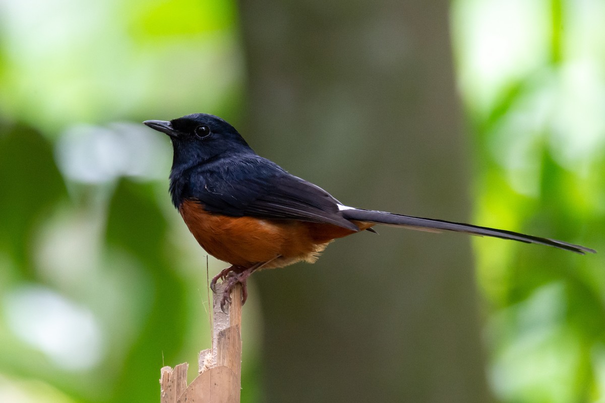 White-rumped Shama - ML634147983