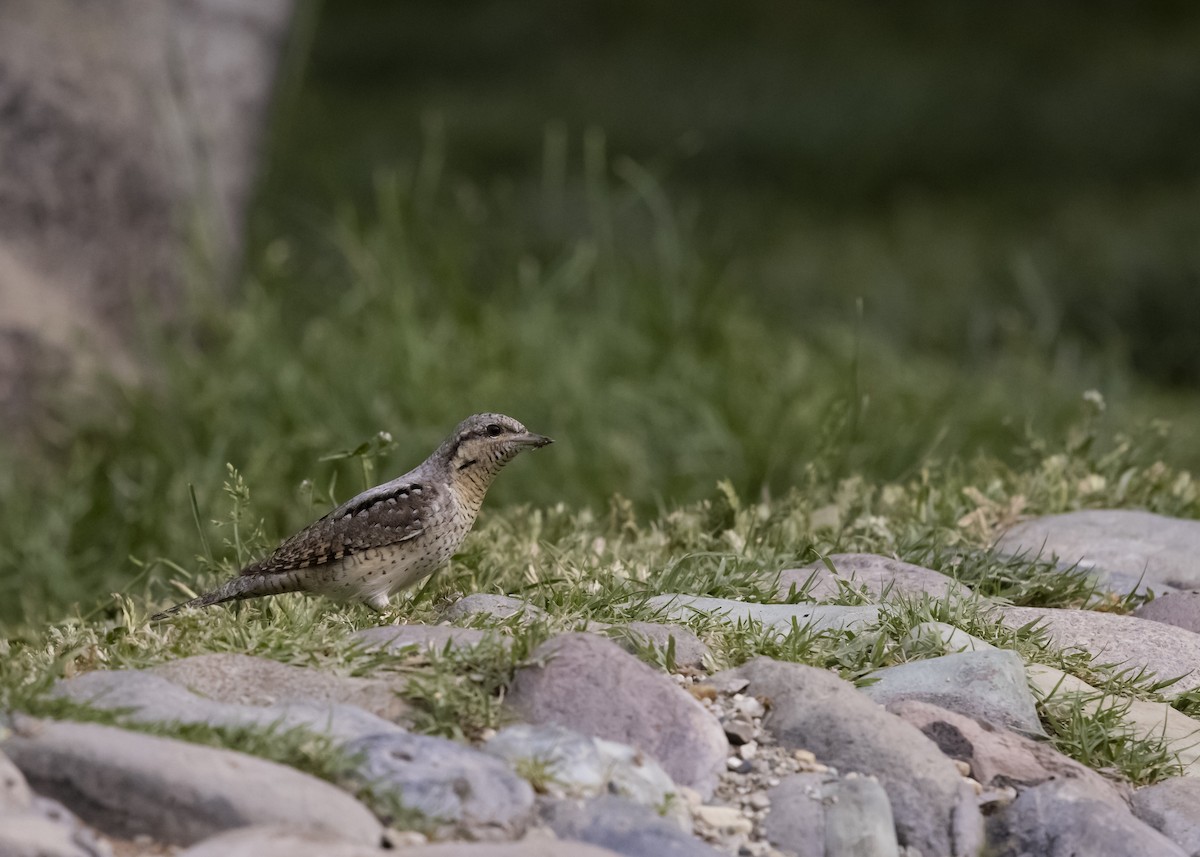 Eurasian Wryneck - ML634147990