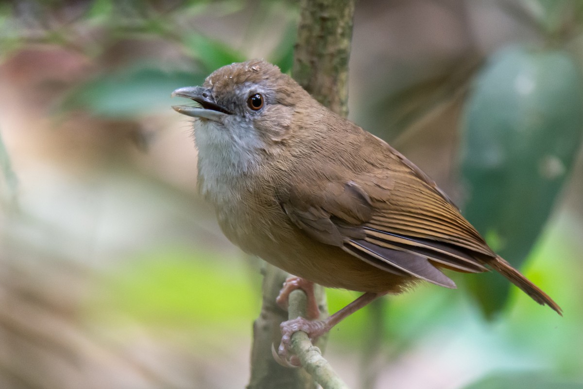 Abbott's Babbler - ML634148017