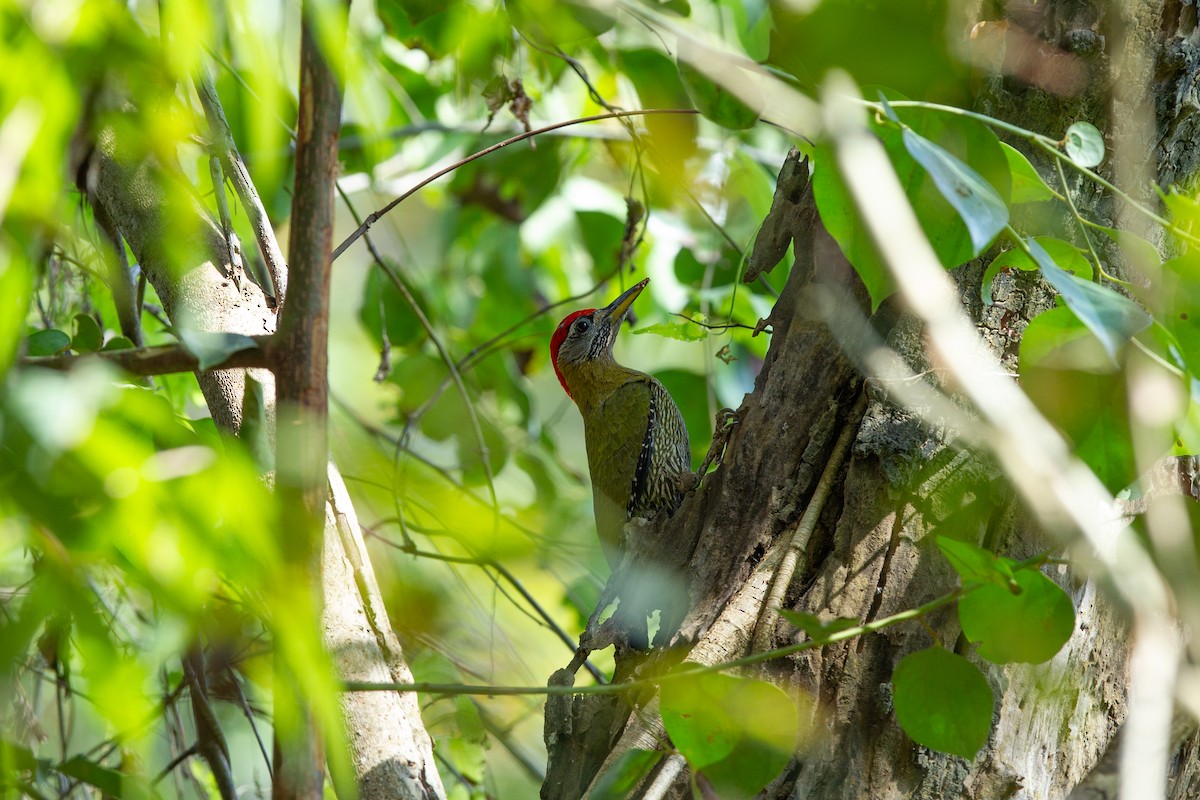 Streak-breasted Woodpecker - ML634148112