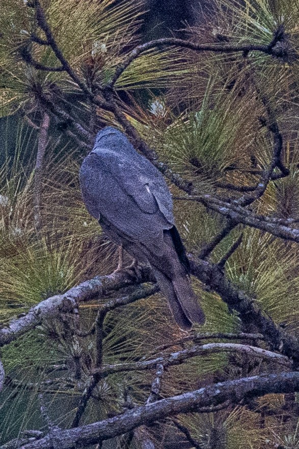 Морин харцага - ML634148125