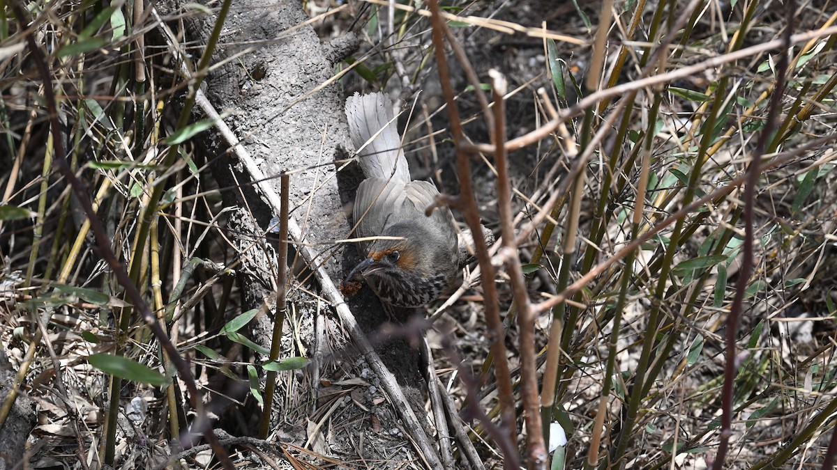 Black-streaked Scimitar-Babbler - ML634148152