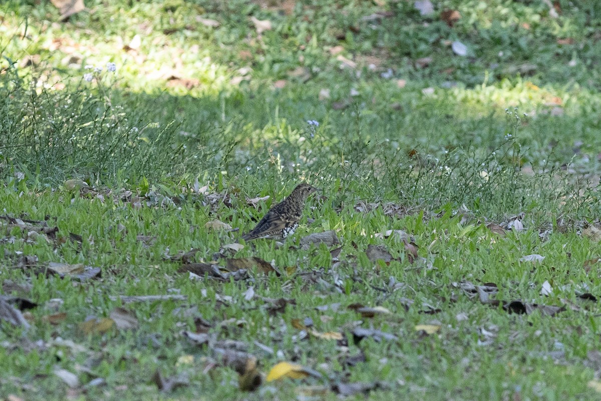 Scaly Thrush - ML634148276