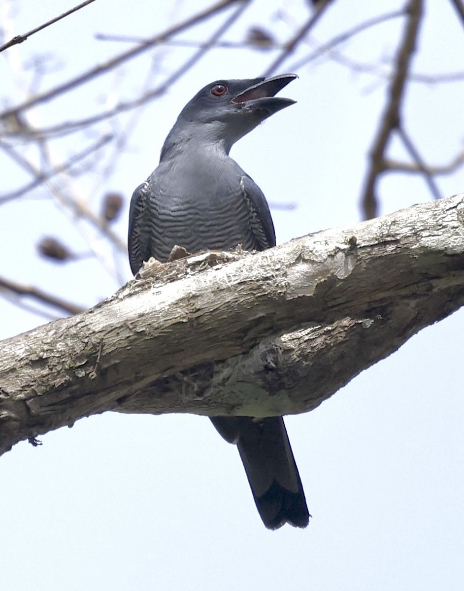 Andaman Cuckooshrike - ML634148339