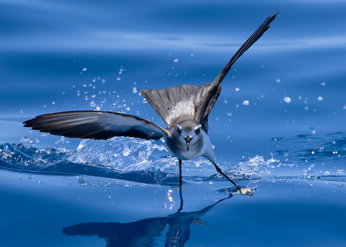 White-faced Storm-Petrel - ML634148530