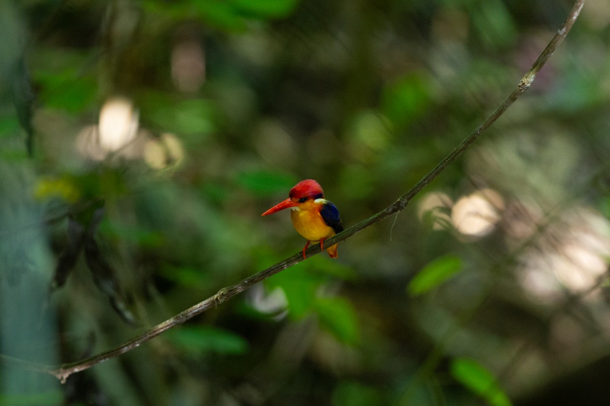 Black-backed Dwarf-Kingfisher - ML634148546