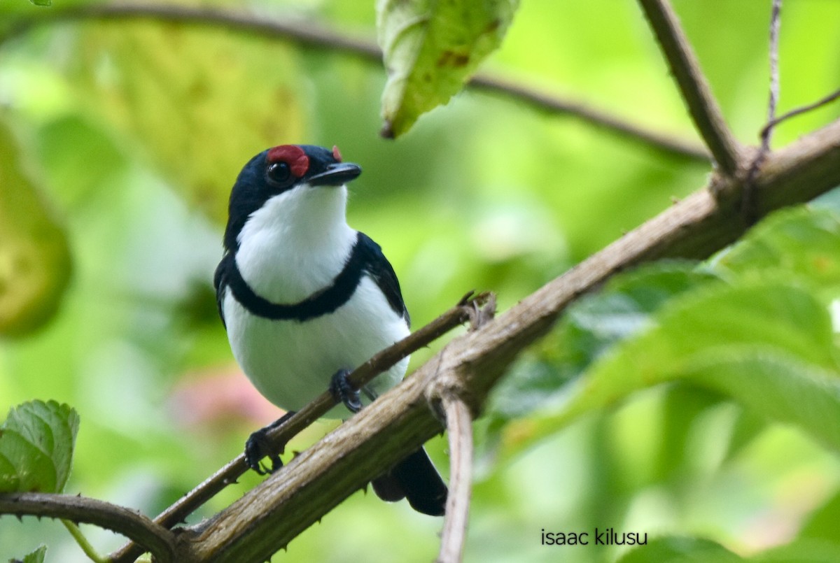 Black-throated Wattle-eye - ML634148840