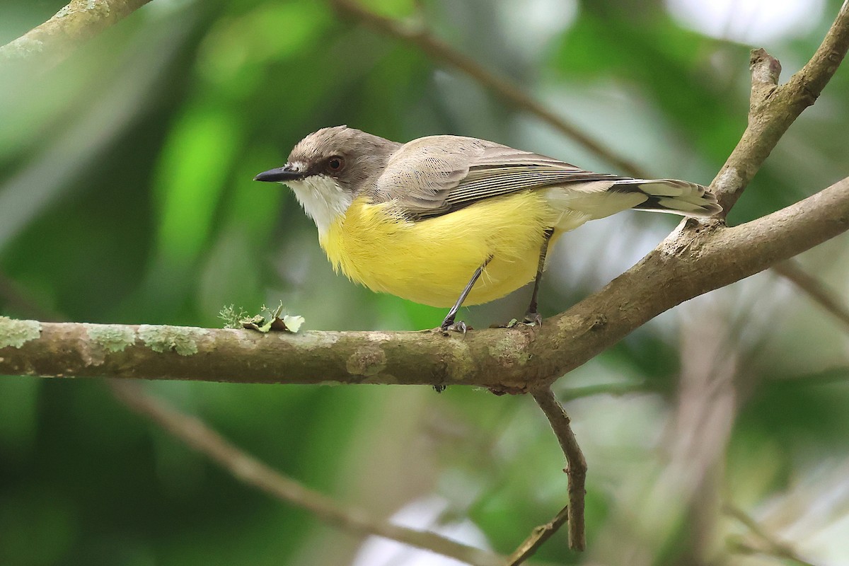 White-throated Gerygone - ML634148921