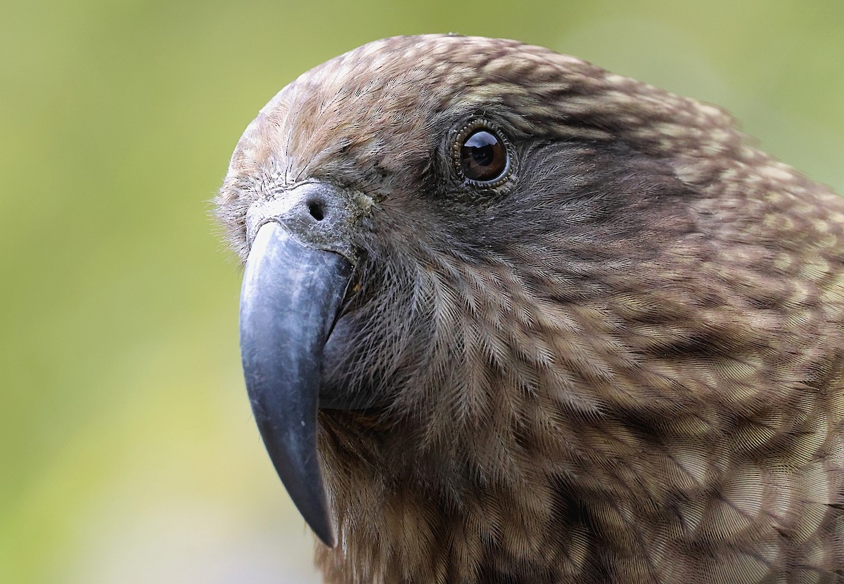 Kea - ML634148972