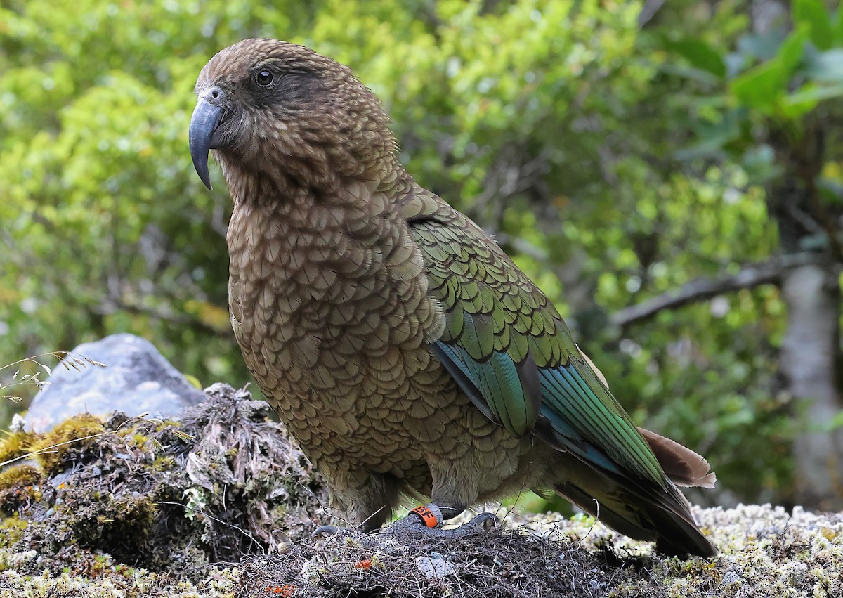 Kea - ML634148973