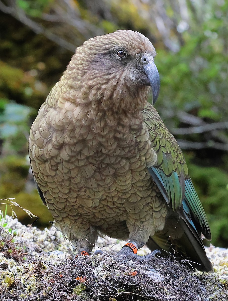Kea - ML634148974