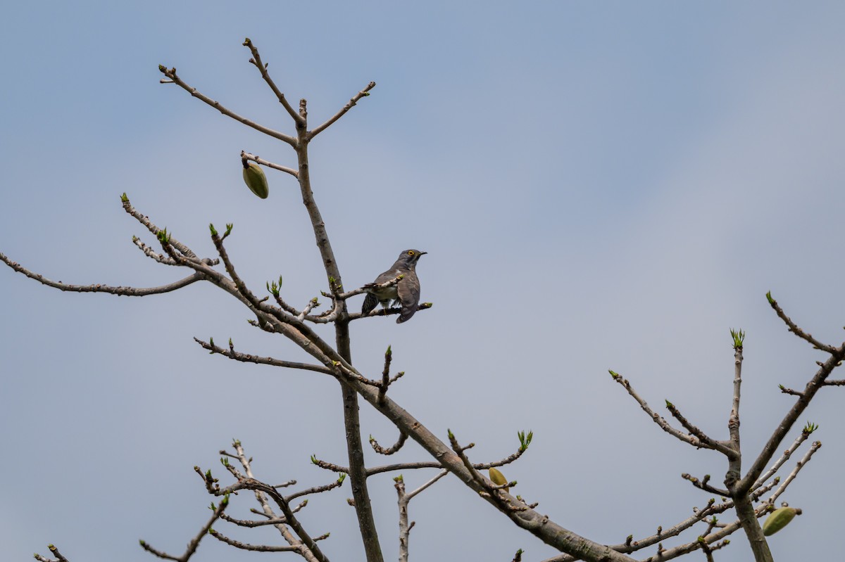 Large Hawk-Cuckoo - ML634149009