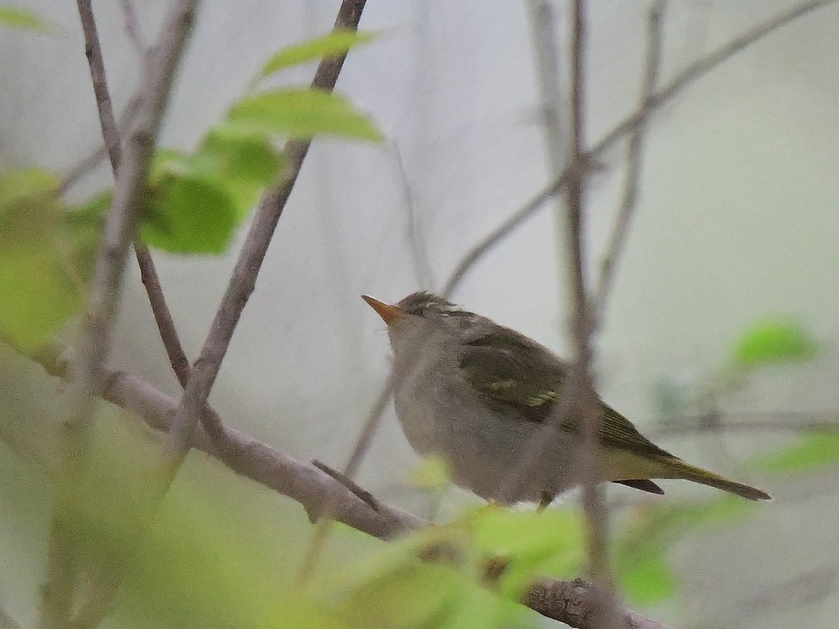 Eastern Crowned Warbler - ML634149020