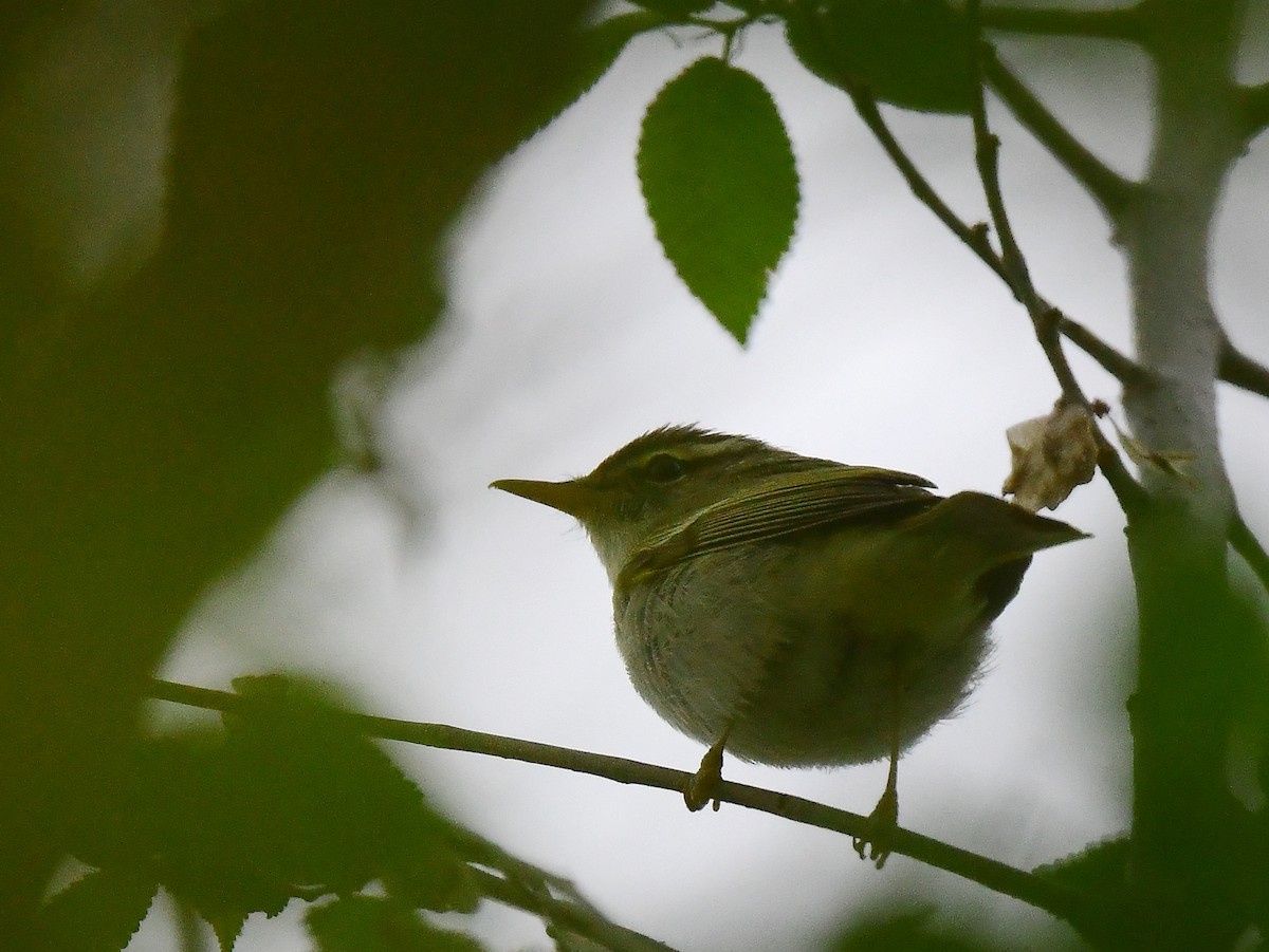 Eastern Crowned Warbler - ML634149021