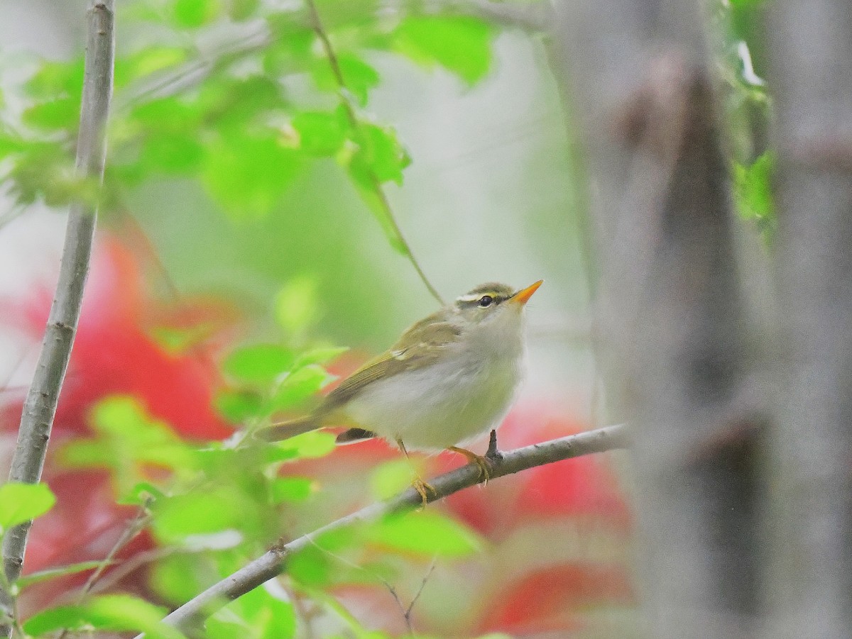 Eastern Crowned Warbler - ML634149022
