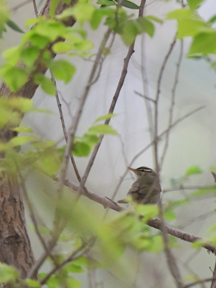 Eastern Crowned Warbler - ML634149023