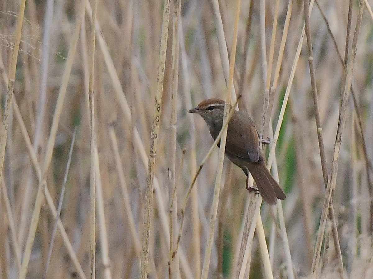 Manchurian Bush Warbler - ML634149067