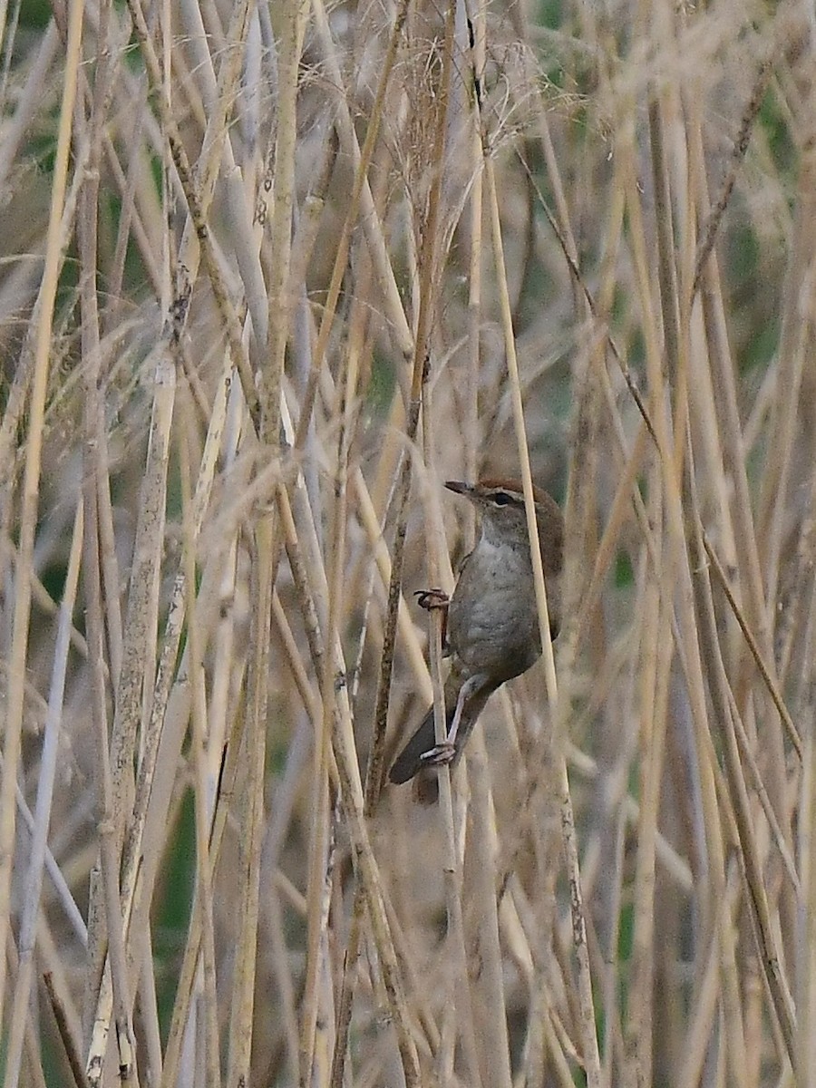 Manchurian Bush Warbler - ML634149068