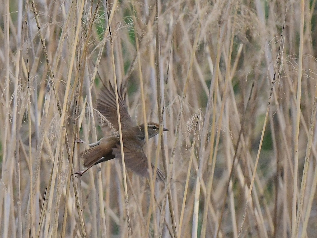 Manchurian Bush Warbler - ML634149069