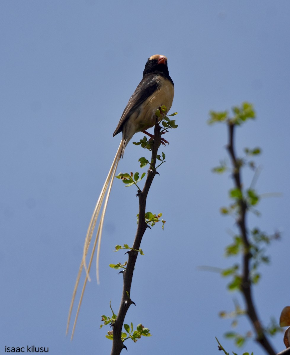 Straw-tailed Whydah - ML634149109
