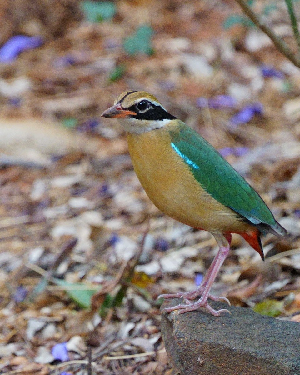 Indian Pitta - ML634149175