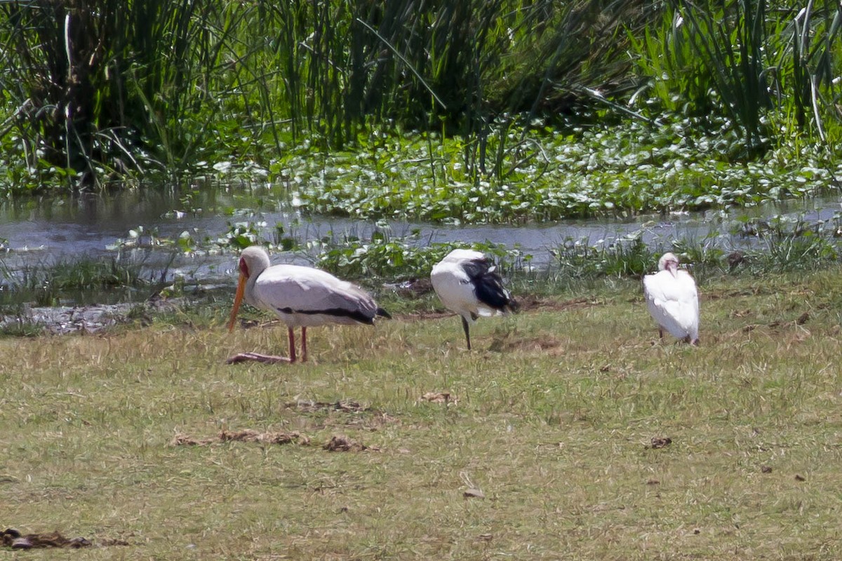 Yellow-billed Stork - ML634149197