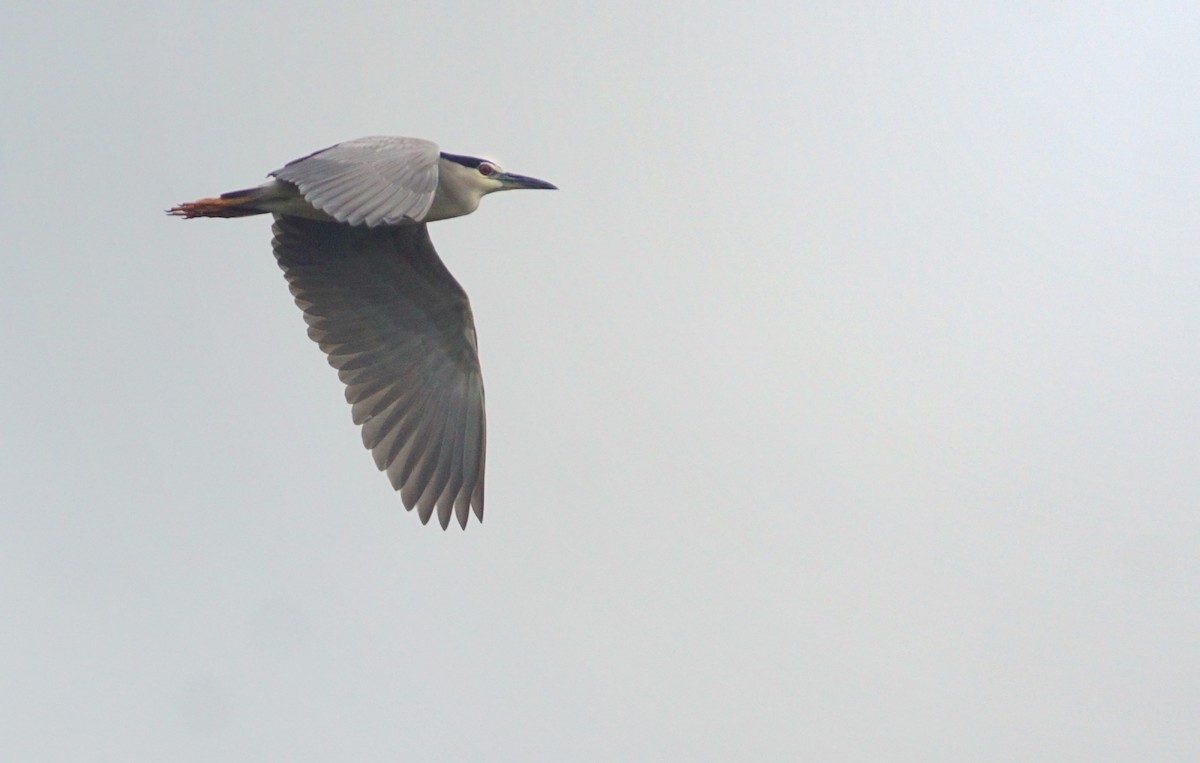 Black-crowned Night Heron - ML634149203