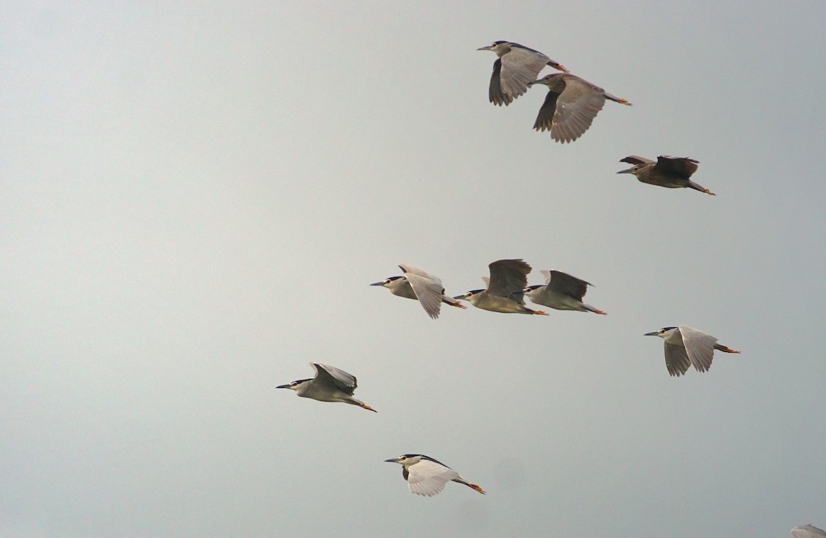 Black-crowned Night Heron - ML634149204