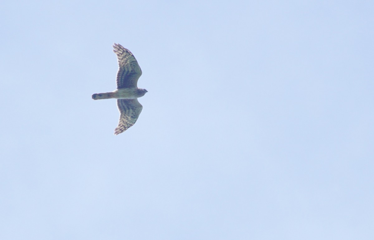 Hen Harrier - ML634149236