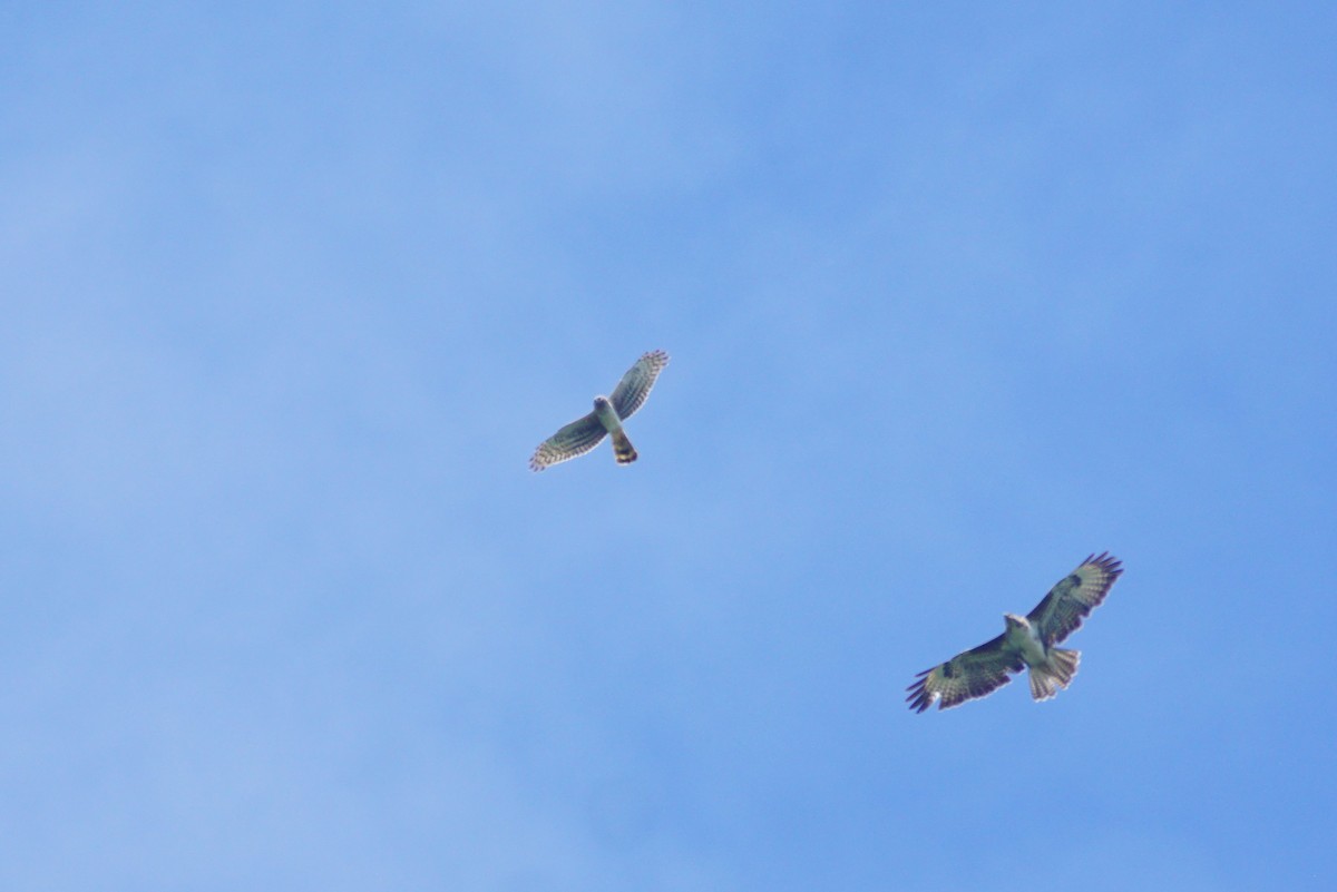 Hen Harrier - ML634149237