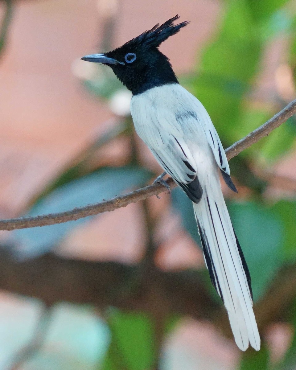 Indian Paradise-Flycatcher - ML634149377